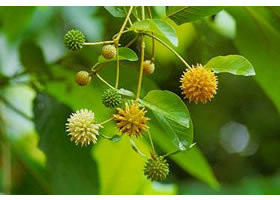 Kratom Yellow Flowers