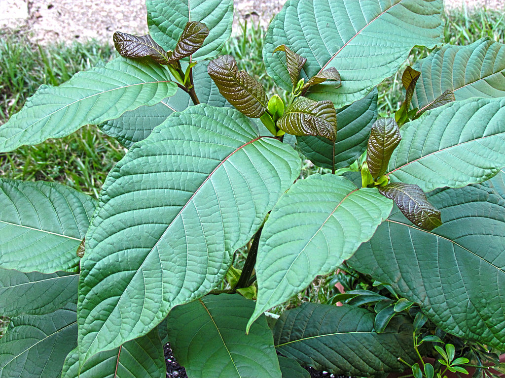 Kratom tree-Mitragna Speciosa