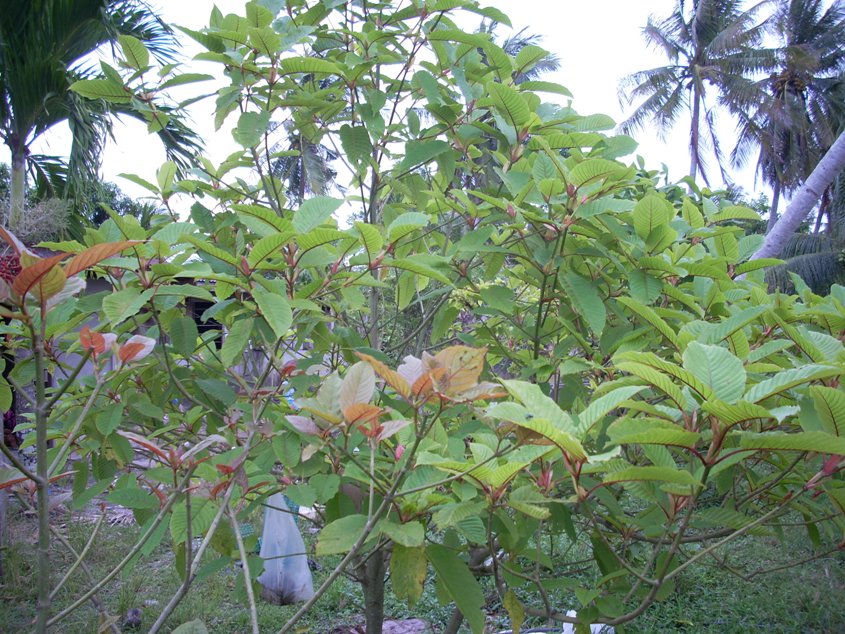 kratom tree